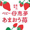 ベビー母恵夢あまおう苺
